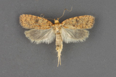 0883-Agonopterix-cratia-male-iii-161