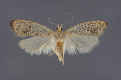 0960-Psilocorsis-cirrhoptera-iii-173