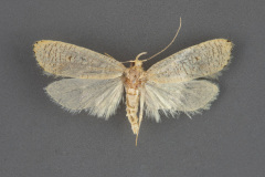 0960-Psilocorsis-cirroptera-iii-109