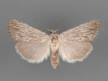 10033 Catabena lineolata female