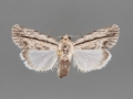 10037 Catebenoides terminellus female