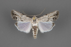10037-Catabenoides-terminellus-male-iii-53