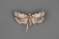 1028-Menestomorpha-oblongata-female