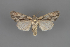 10299-Lacanobia-subjuncta-male-iii-125