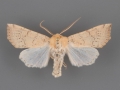 10468 Perigonica angulata 2 male