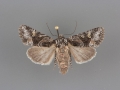 10406 Lacinipolia olivacea female