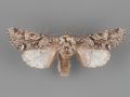 10504 Egira variabilis male