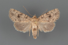 10538-Homorthodes-rubritincta-male