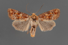 10541-Homorthodes-reliqua-male-iii-175