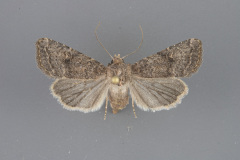 10546-Trichopolia-curtica-female-iii-81