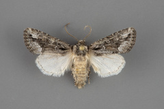 10555-Trichopolia-argentoppida-male-iii-95