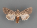 10559 Protorthodes alfkenii female