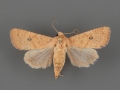 10562 Trichopolia mulina female