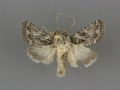 10574 Ulolonche orbiculata male