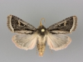 10621 Trichofeltia circumdata male