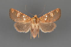 10637-Hydroeciodes-serrata-female