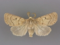 10696.1 Eucoptocnemis rufula male