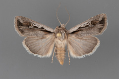 10820-Euxoa-hollemani-female