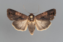 10871-Dichagyris-proclivis-male-iv-9