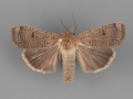 11027 Abagrotis orbis male