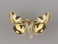 11072.2 Heliothis australis male
