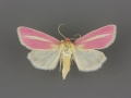 11075 Heliocheilus julia male