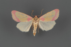 11076-Heliocheilus-toralis-male