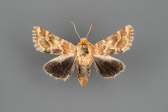 11110-Schinia-septentrionalis-female-iii-73