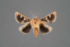 11110-Schinia-septentrionalis-female-ventral-iii-73