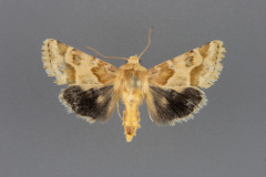 11124-Schinia-errrans-male-dorsal-iii-59