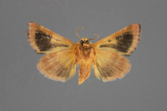 11128-Schinia-arcigera-male-ventral-iii-61