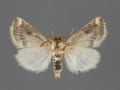 11197-Schinia-oculata-female-ventral