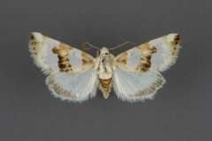 11199.1-Schinia-chryselloides-male-iii-53