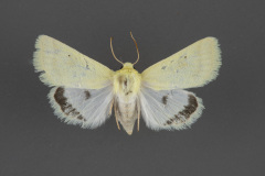 11204-Schinia-citrinellus-female-dorsal-iii-63