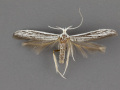 1259-Coleophora-discostriata-male-ii-101