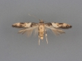 1615 Walshia miscecolorella male