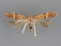 1913 Eudactylota iobapta