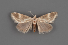 4799 Frechinia lutosalis-male