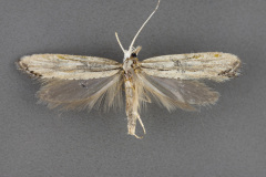 2363-Plutella-porrectella-male-iii-171