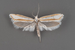 2373-Ypsolopha-cockerella-male-iii-159