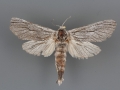 2657 Inguromorpha itzalana female