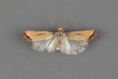 2874-Rhyacionia-salmonicolor-maleii-185