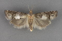 2937-Eucosma-parmatana-male-iii-173