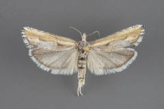 3005-Eucosma-offectalis-male-iii-145