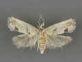 3138 Pelochrista mirosignata female