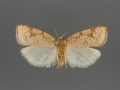 3581 Dorithia semicirculana female