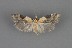 3585-Anopina-eleonora-female