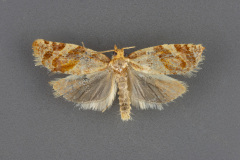 3598-Argyrotaenia-montezumae-male-iii-167