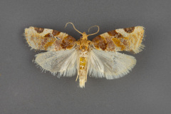 3608-Argyrotaenia-coloradana-male-iii-167