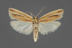 3629.1-Argyrotaenia-coconinana-male-iii-161